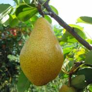 Саджанець Груша Мелліна